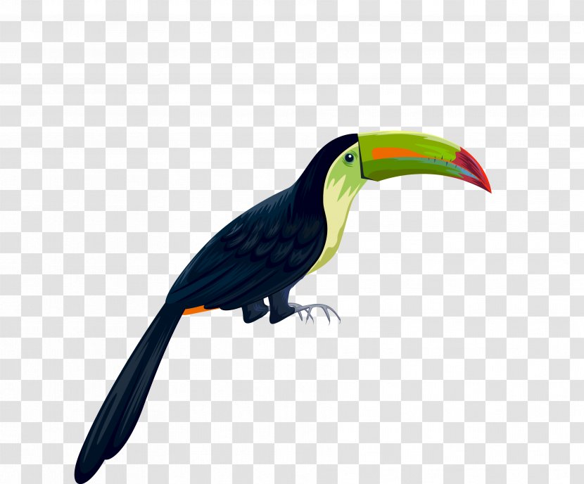 Parrot Bird Transparent PNG