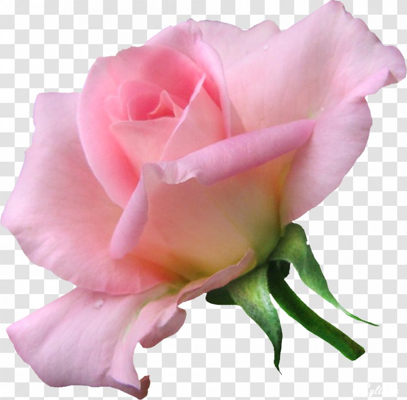 Garden Roses Flower Clip Art - Plant Transparent PNG