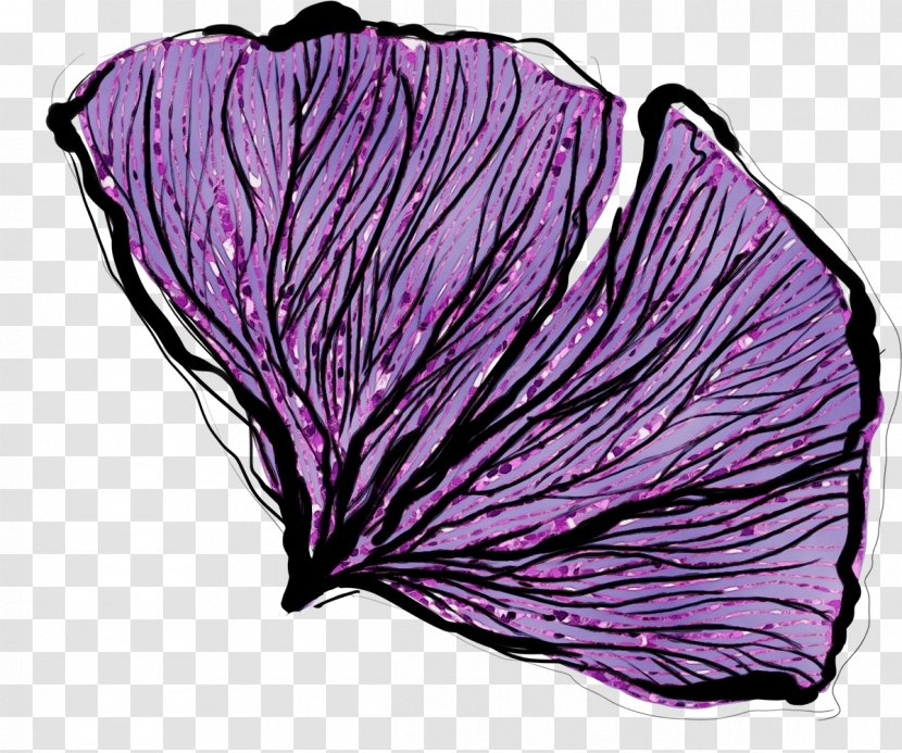 Leaf Purple Cabbage Violet Petal - Flower - Morning Glory Vegetable Transparent PNG