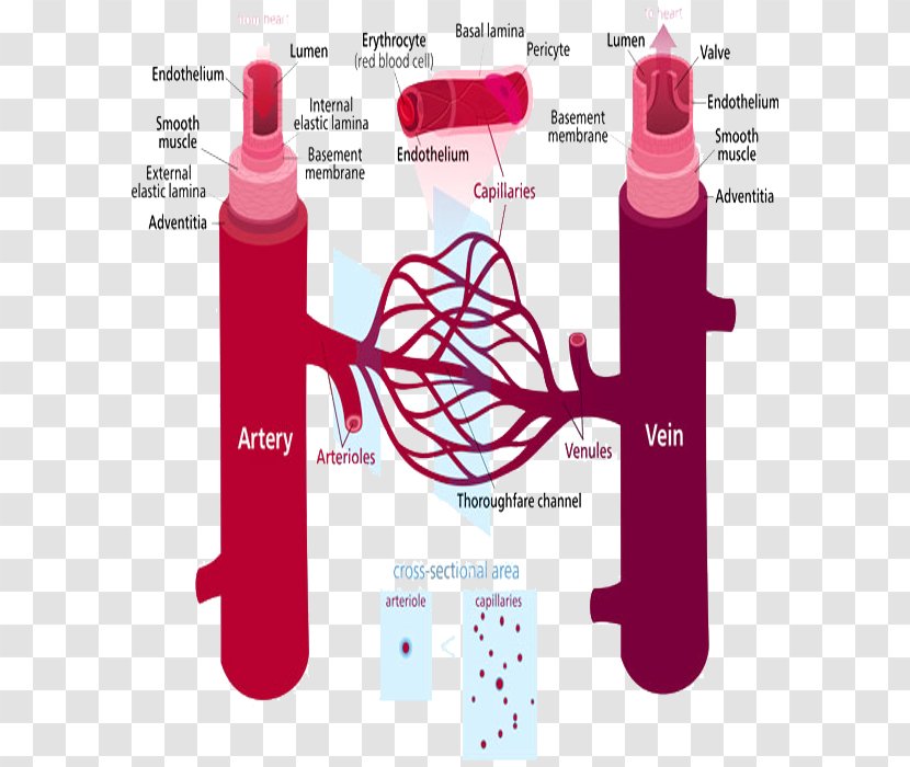 Blood Vessel Human Body Capillary Vein Circulatory System - Tree - Vessels Transparent PNG