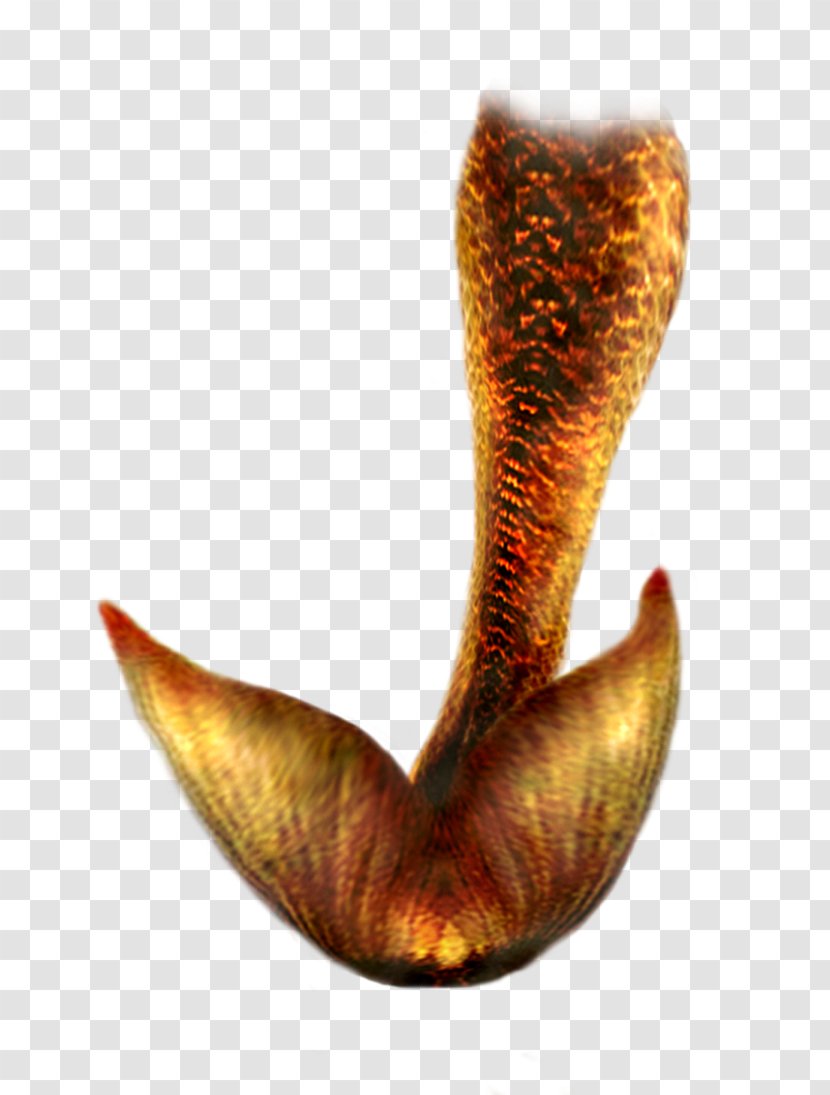 Mermaid Clip Art - Organism - Tail Hd Transparent PNG
