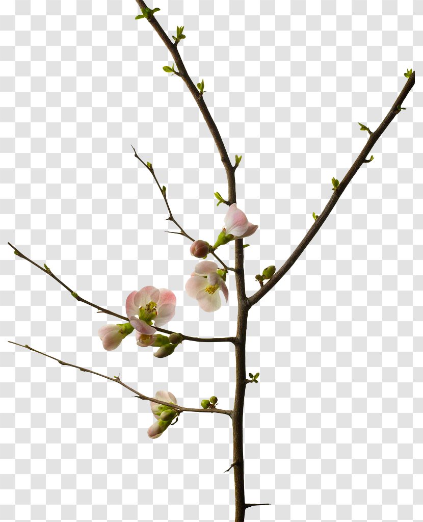Cherry Blossom Branch Photography Flower - Stock - Tree Branches Transparent PNG