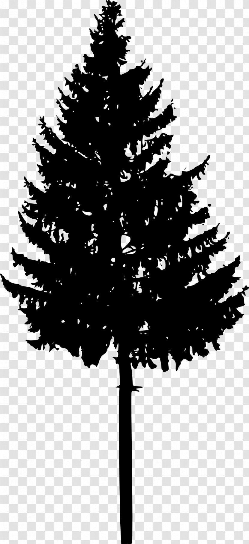 Tree Spruce Fir Conifers Silhouette - Silhouettes Transparent PNG