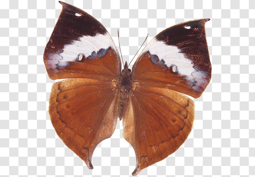Brush-footed Butterflies Butterfly Gossamer-winged Pieridae Moth - Hamadryas Velutina Transparent PNG