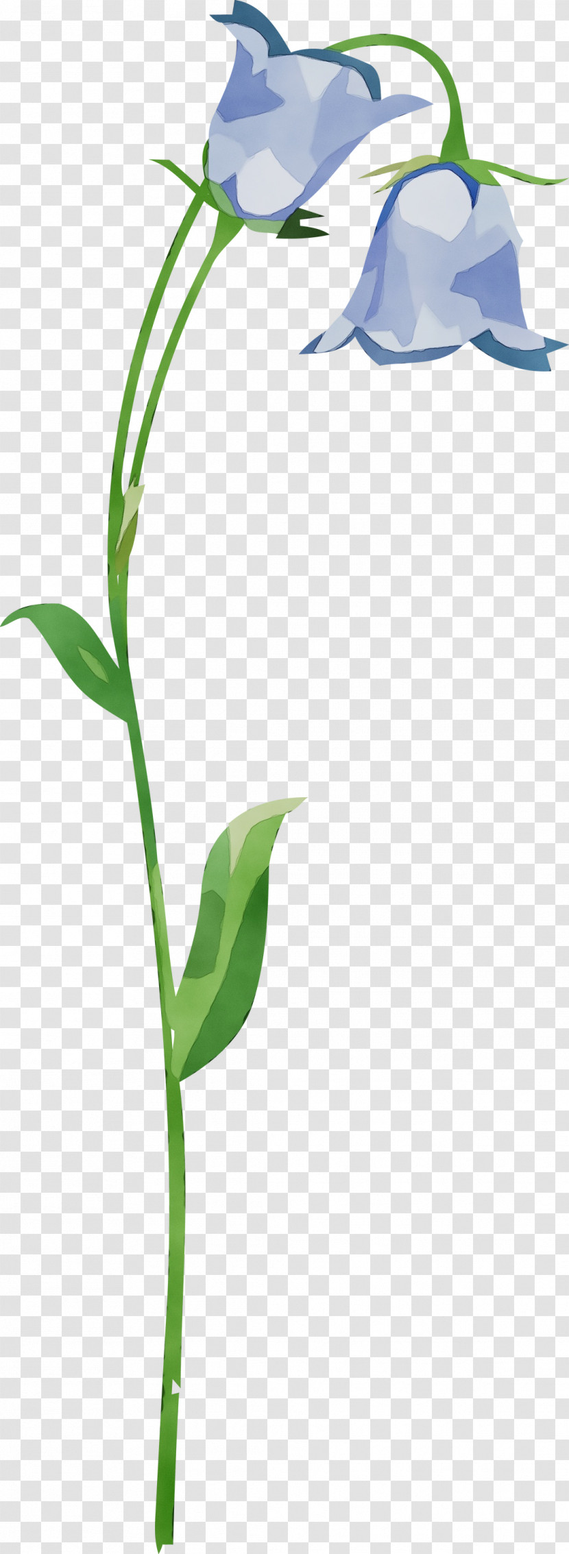 Morning Glory Flower Cut Flowers Icon Leaf Transparent PNG