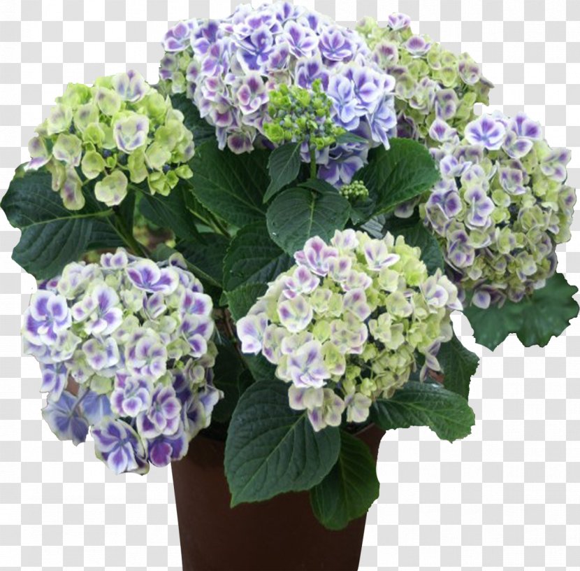 French Hydrangea Panicled Flower Propagule Hornbach - Plant Transparent PNG