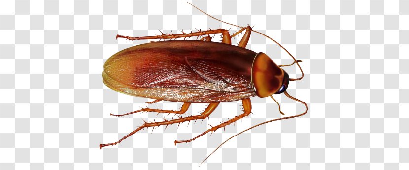 American Cockroach Insect Clip Art - Repellent - File Transparent PNG