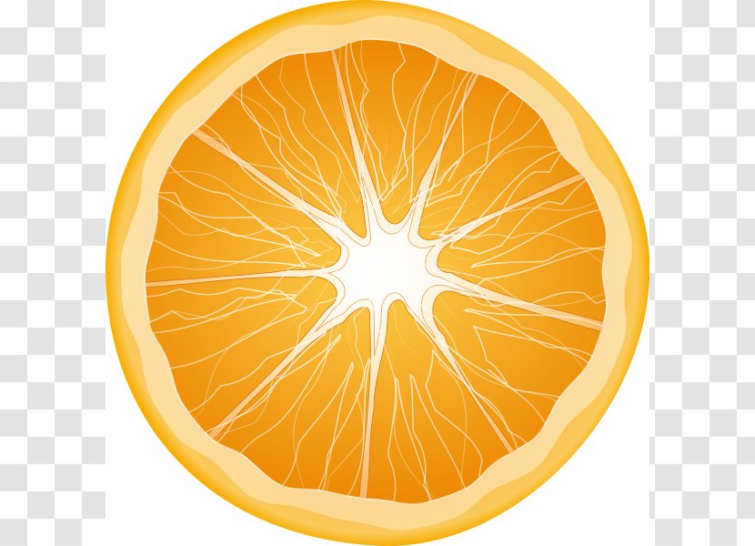 Citrus Xd7 Sinensis Orange Slice Fruit Clip Art - Grapefruit - Cliparts Transparent PNG