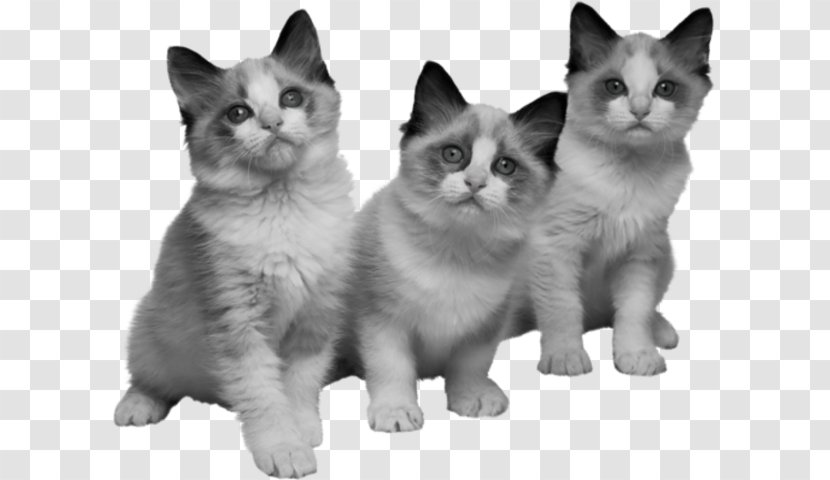 Persian Cat Norwegian Forest Malayan Turkish Van Kitten - American Wirehair Transparent PNG
