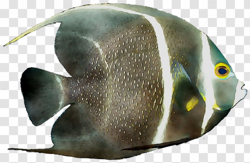 Marine Biology Fauna Fish - Butterflyfish Transparent PNG