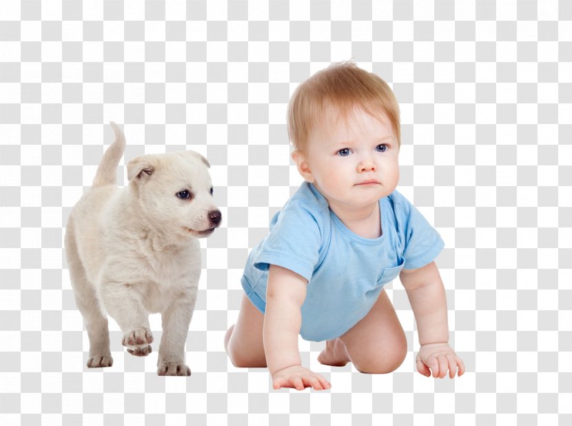 Old English Bulldog Puppy Skip Infant Child - Carnivoran Transparent PNG