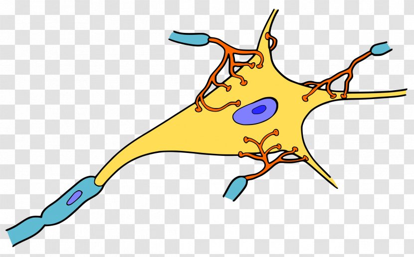 Neuron Cell Synapse Nervous System Nerve - Heart - Brain Transparent PNG