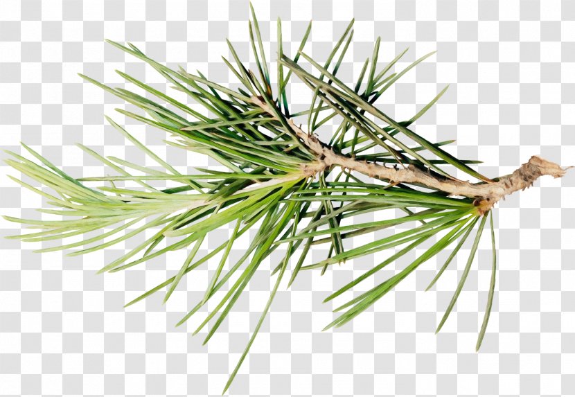 Columbian Spruce Loblolly Pine Jack Sugar Shortstraw - Watercolor - Lodgepole Yellow Fir Transparent PNG