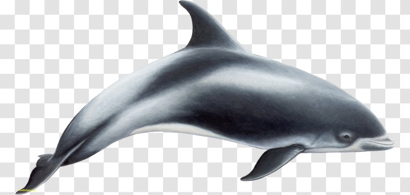 White-beaked Dolphin Short-beaked Common Toothed Whale Porpoise - Whales Dolphins And Porpoises Transparent PNG