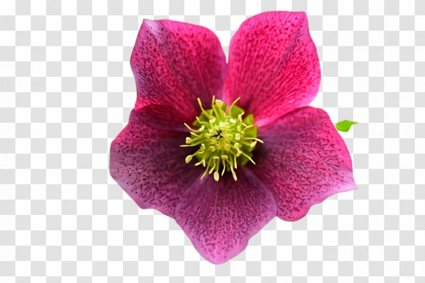 Flower Flowering Plant Petal Pink - Hellebore - Wildflower Transparent PNG