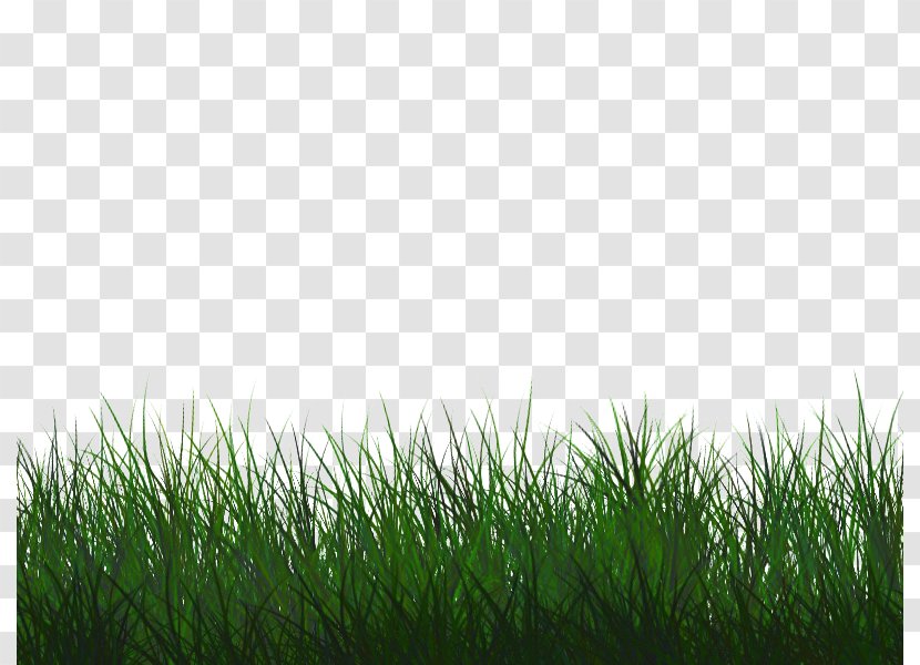 Green Grass Background - Chrysopogon Zizanioides - Pasture Flooring Transparent PNG