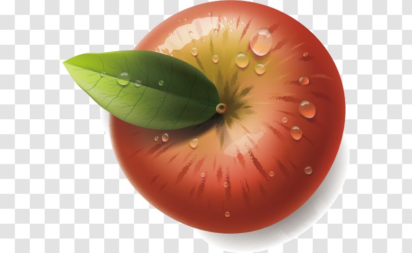 Apple Illustration - Organism - Vector Transparent PNG