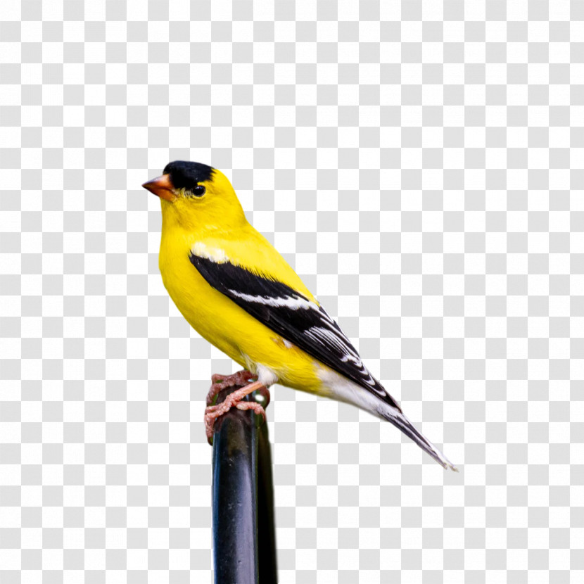 Eurasian Golden Oriole Finches American Sparrows Birds Old World Orioles Transparent PNG