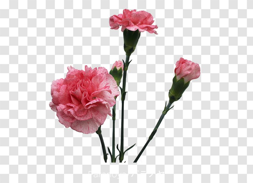 Garden Roses Carnation Cut Flowers Cabbage Rose - Magenta - Flower Transparent PNG