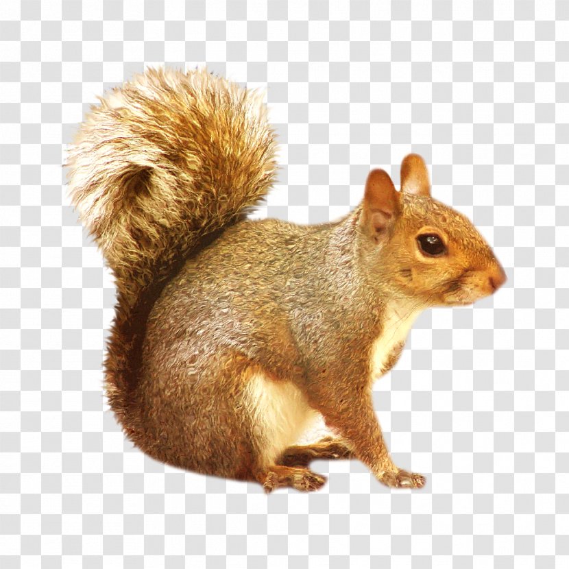Eastern Gray Squirrel Rodent Clip Art - Wildlife Transparent PNG