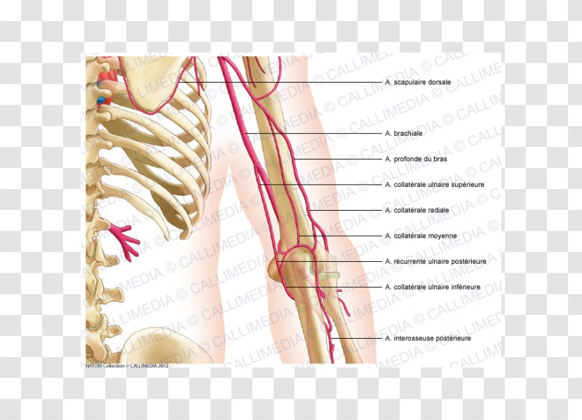 Thumb Nerve Shoulder Arm Nervous System - Silhouette Transparent PNG