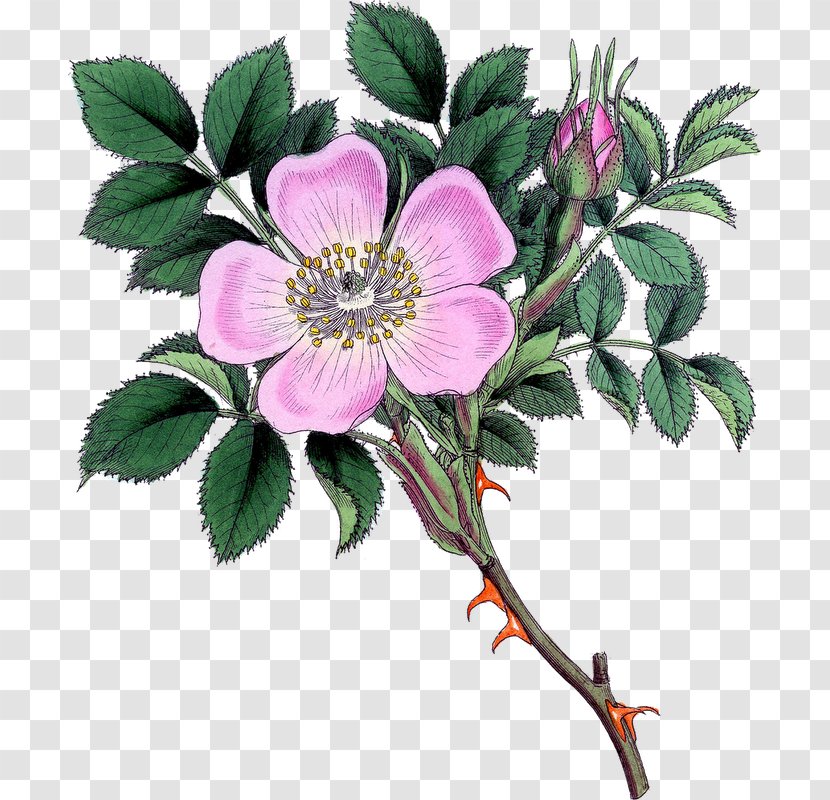 Dog-rose Pink Flowers Rosaceae Clip Art - Plant - Wild Transparent PNG