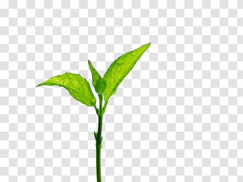 Tea Leaf Grading Branch - Small Green Buds And Water Droplets Transparent PNG