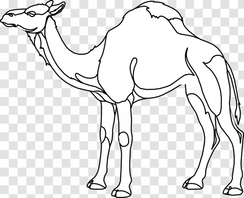 Dromedary Drawing Clip Art Image Coloring Book - Tail - Camel Transparent PNG