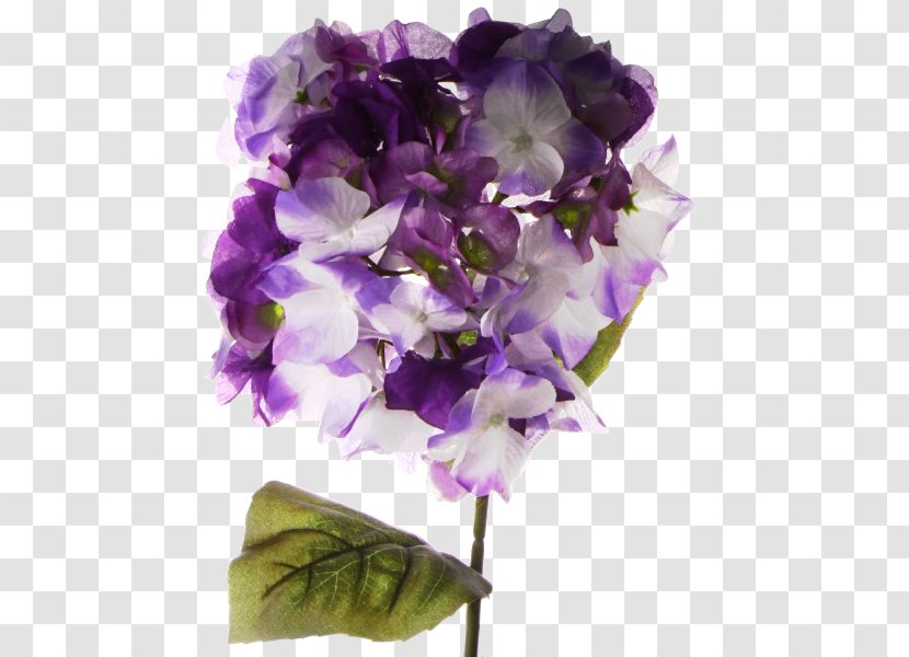 Hydrangea Cut Flowers Petal - Flower - Nenuphar Transparent PNG
