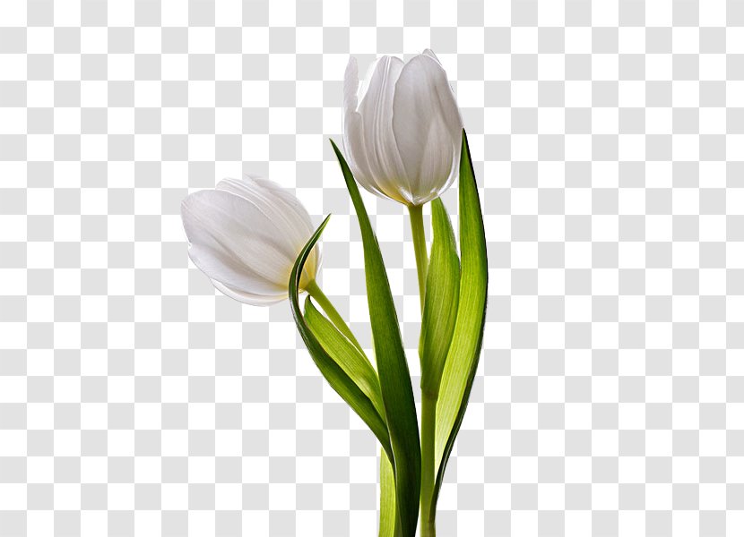 Tulip Flower - Seed Plant Transparent PNG