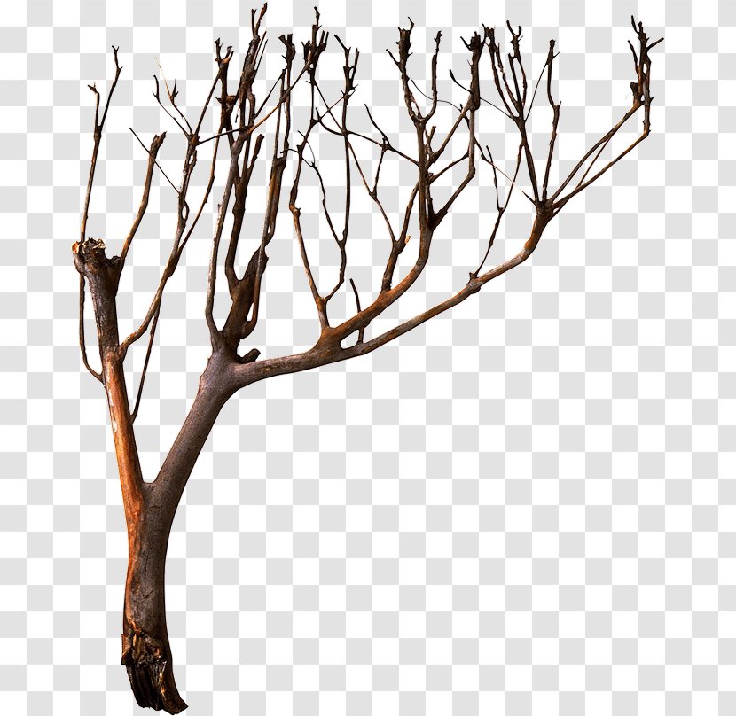 Tree Photography - Woody Plant - Dead Material Transparent PNG