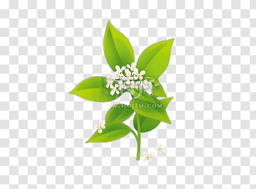 Cherry Blossom Cerasus - Plant Stem - Pattern Transparent PNG
