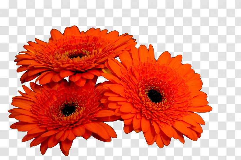 Daisy Family Cut Flowers Transvaal Floristry - Nature - Orange Flower Transparent PNG