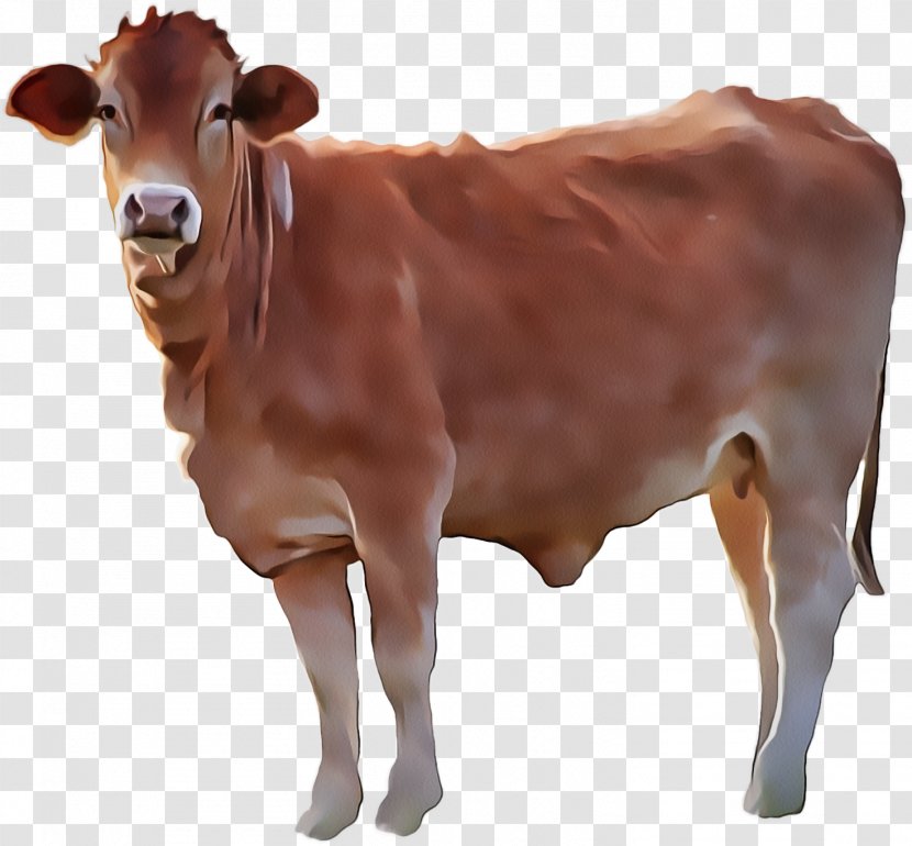 Bovine Brown Dairy Cow Cow-goat Family Livestock - Bull - Animal Figure Calf Transparent PNG