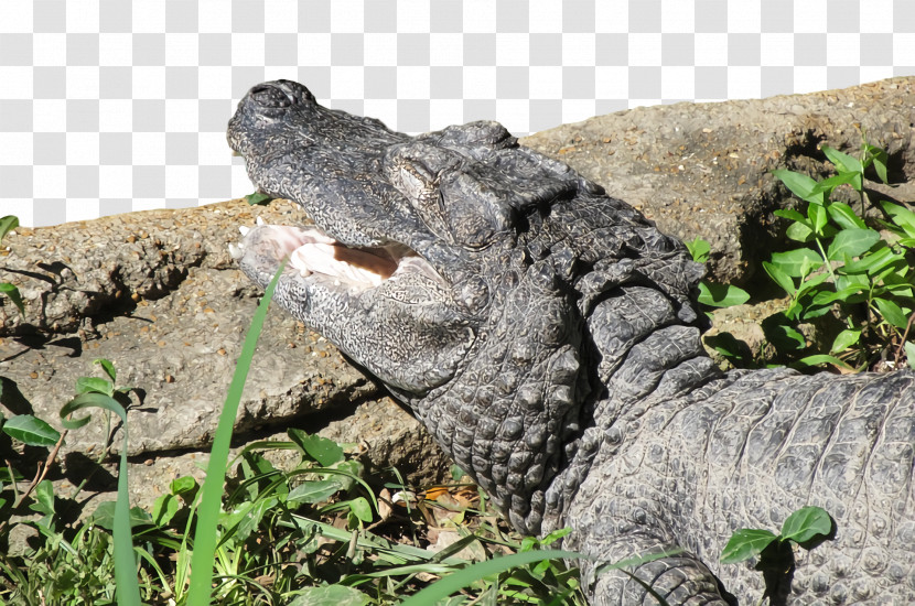 American Alligator Nile Crocodile Nile United States Crocodiles Transparent PNG