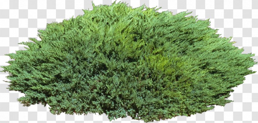 Shrub Camphor Tree Evergreen Cypress - Herb Transparent PNG
