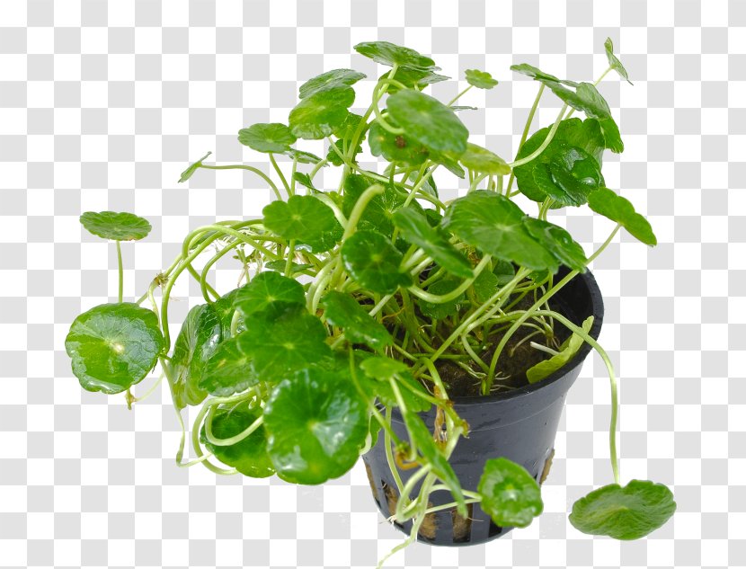 Spring Greens Spinach Herb Flowerpot Leaf Vegetable - Plant - Tropica Transparent PNG