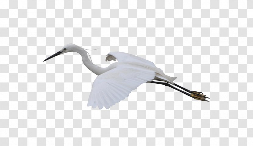 Crane Gratis - Ducks Geese And Swans - Flying Transparent PNG