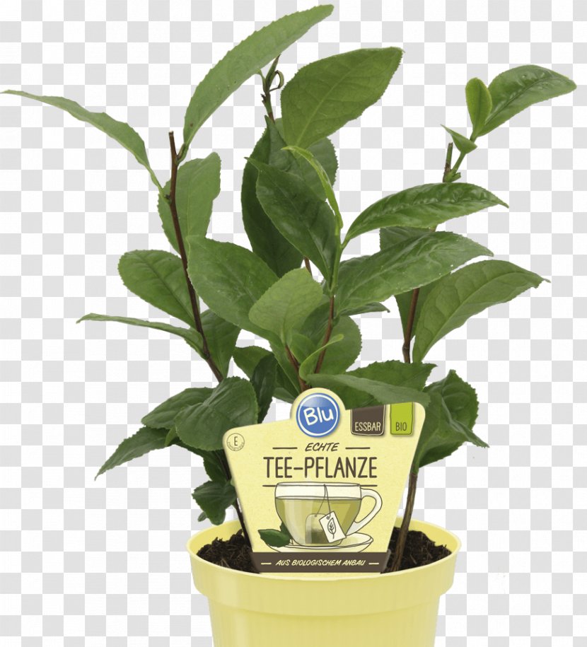 Green Tea Plant Sencha Embryophyta - Leaf Transparent PNG