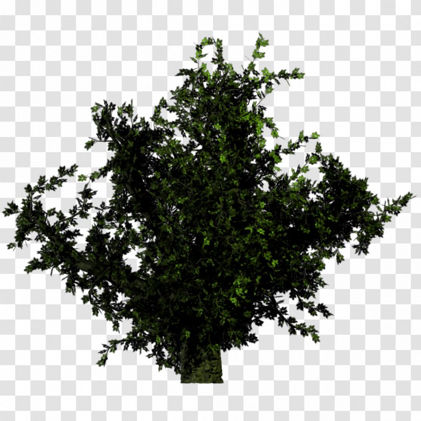 Tree Plant Shrub Forest - Bushes Transparent PNG