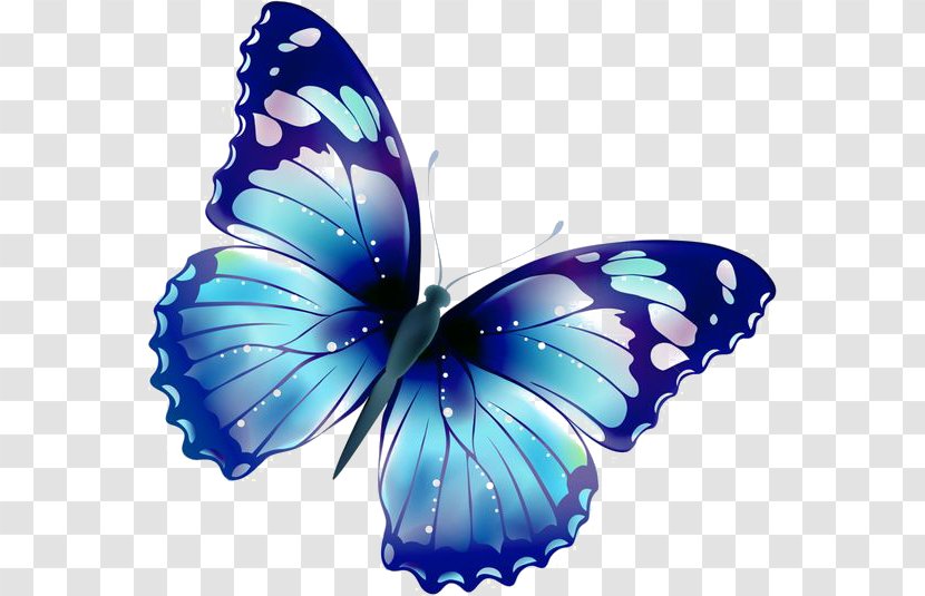 Butterfly Clip Art - Pollinator - Blue Transparent PNG
