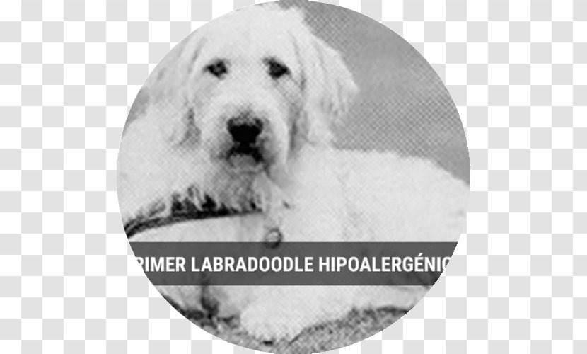 Golden Retriever Puppy Great Pyrenees Dog Breed Kuvasz Transparent PNG