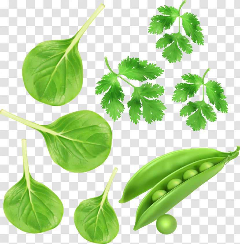 Spinach Green - Branch - Vegetables, Parsley Peas Vector Vegetables Transparent PNG