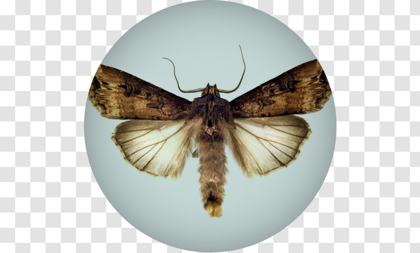 Butterfly Insect Moth Dark Sword-grass Cutworm - Wheat Fealds Transparent PNG