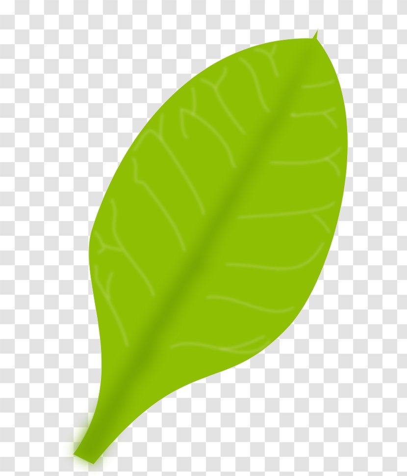 Leaf Clip Art - Information Transparent PNG