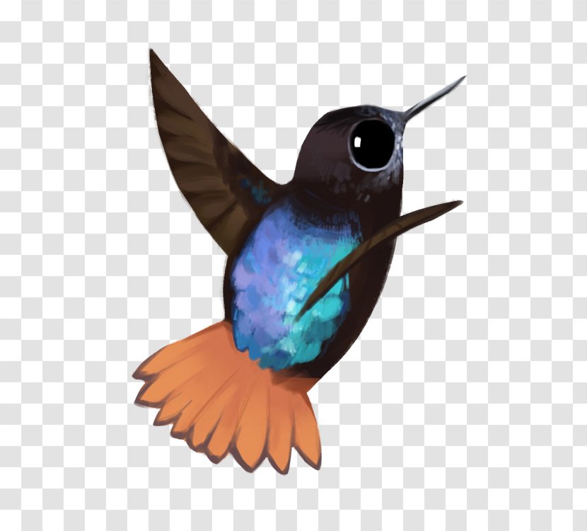 Hummingbird Fauna Beak Feather Transparent PNG