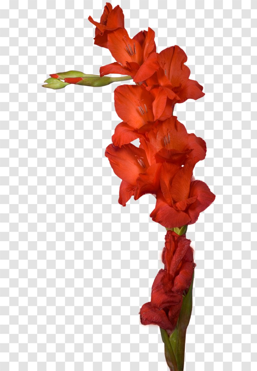 Gladiolus Cut Flowers Plant Stem - Hyacinth Transparent PNG