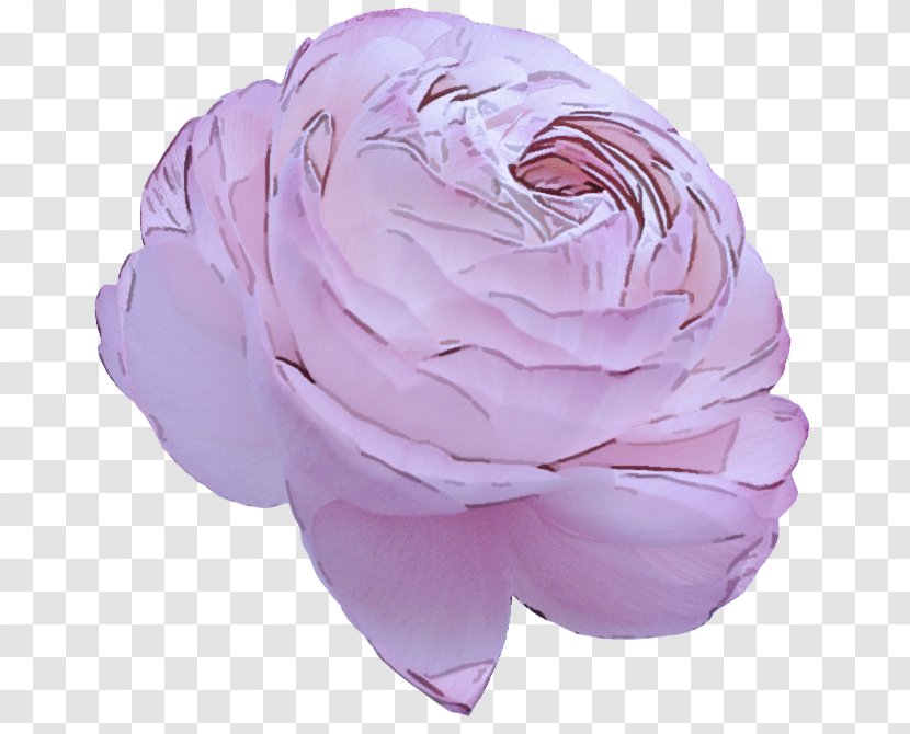 Lavender - Rose - Headgear Scarf Transparent PNG
