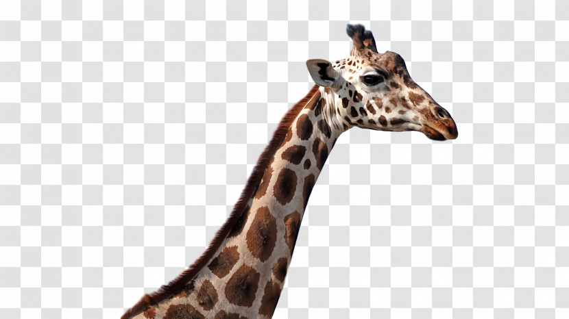 Giraffe Animal Figurine Wildlife Snout Terrestrial Plant Transparent PNG