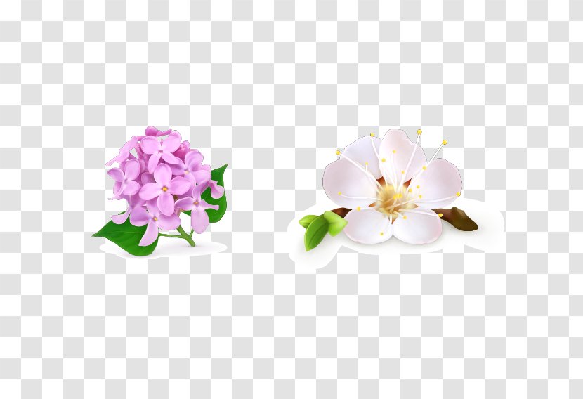 Flower Drawing Royalty-free Floral Design - Floristry - Pear Flowers Transparent PNG